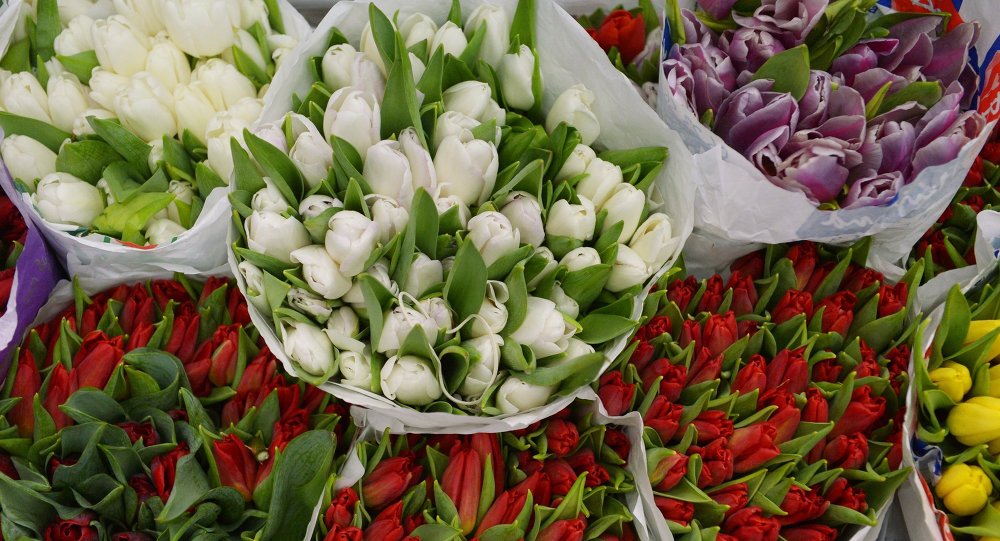 Купить тюльпаны в цветочном магазине. Пять тюльпанов. Цветочный рынок на Киевской. Импорт цветов. Много тюльпанов продается.